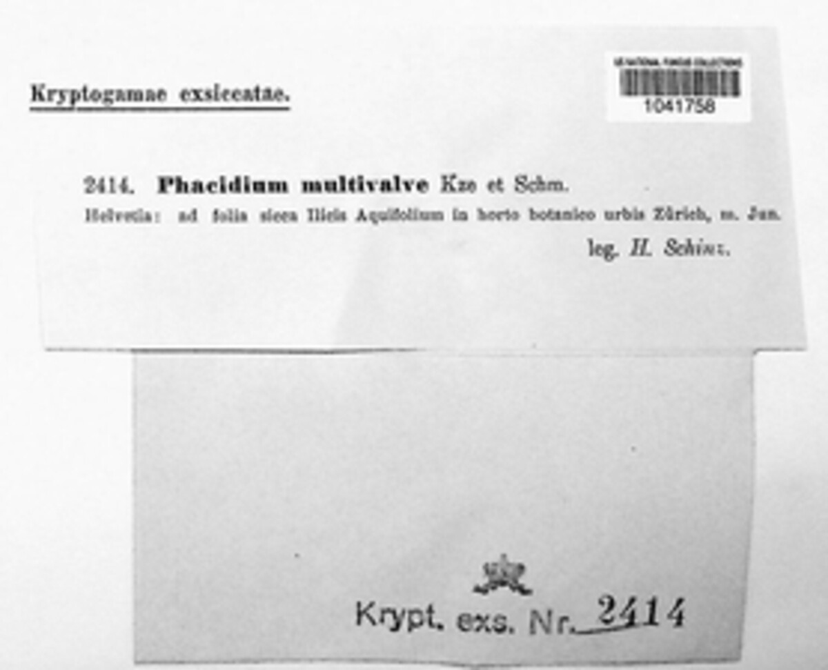 Phacidium lauri image